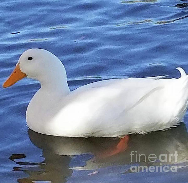 New artwork for sale! - "White duck" - fineartamerica.com/featured/white… <a href="/fineartamerica/">Fine Art America</a>