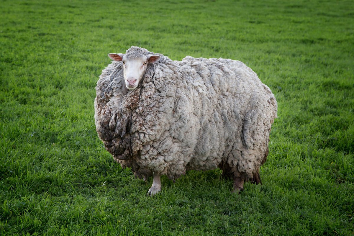 cbcasithappens's tweet photo. Meet Prickles. The little lamb who disappeared during an Australian bushfire seven years ago has returned home as a "massive and fluffy" sheep.

"She's quite a sight to behold and she's quite glorious," her owner told @caroloffcbc https://t.co/kgR30AhUNg https://t.co/KF8aFZZn5I