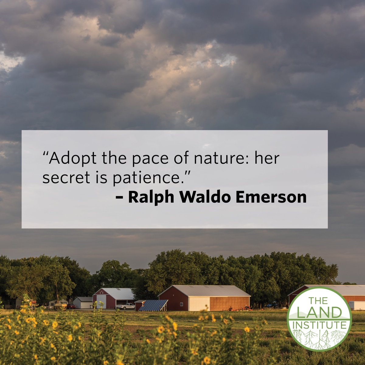 As more patience is being required from us all these days, we are turning our eyes towards nature’s patterns and rhythms to help us learn and unlearn during this season of life.