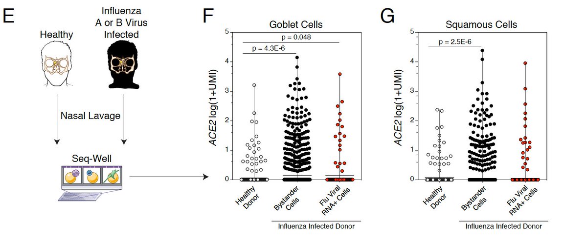 8) In primary human cells, we continued to find consistent evidence for interferon-induced ACE2 in primary epithelial cells, and during human influenza infection. To learn more about the flu study from  @GarberLab and  @UMassMedical:  https://www.biorxiv.org/content/10.1101/2020.04.15.042978v1