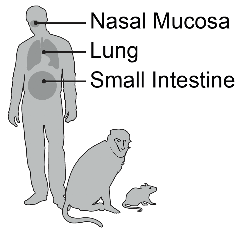 4) What we can say with confidence is that proper care and consideration must be taken when choosing a model for Covid-19. Species, cell type, and tissue-of-origin all matter for ACE2!