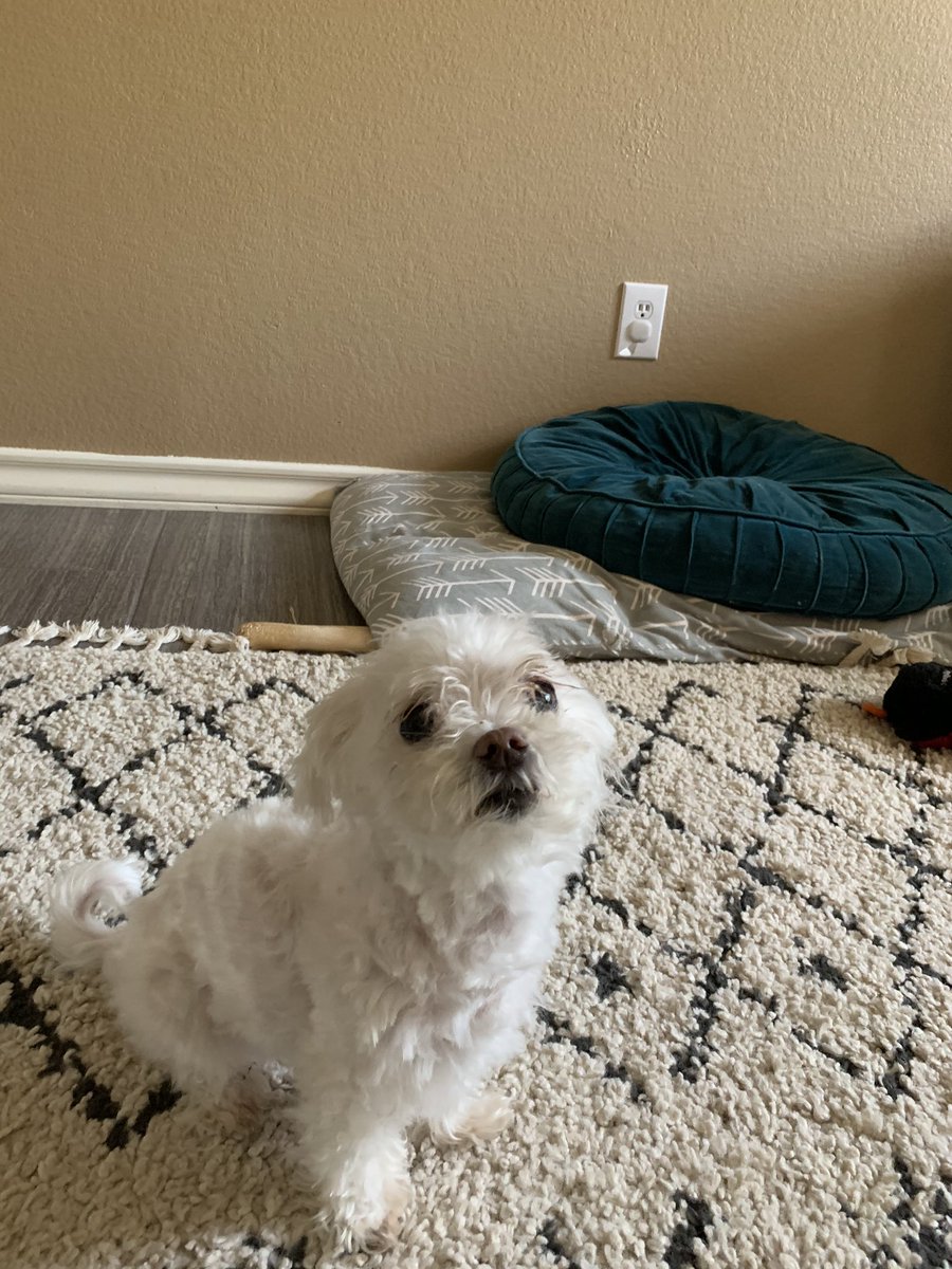 aDave33's tweet photo. Quarantine Day 39: Had to give Sophie a haircut. I don’t think she likes it. https://t.co/3sJZYDoOxW