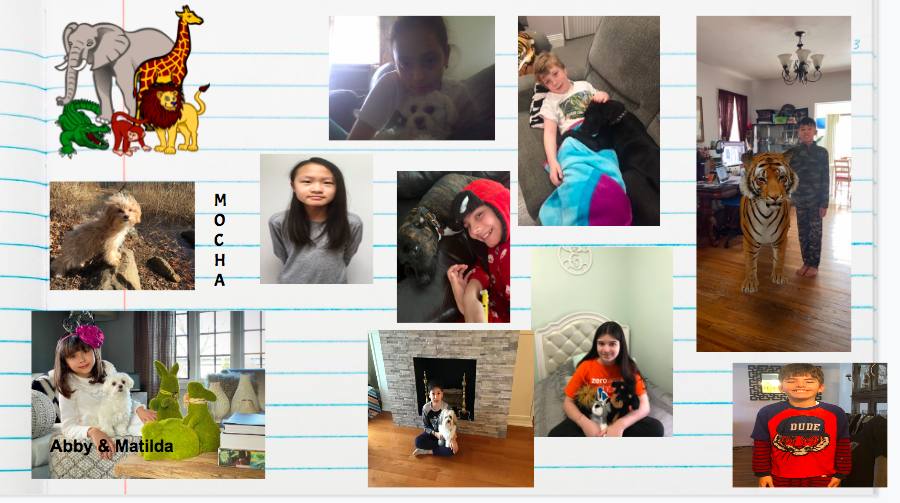ps159q's tweet photo. Some more pictures from Fifth Grade Spirit Week! Day 1: Animal Day! @PS159_Q @ps159pta @A_Principal159Q https://t.co/dHPvMhZ8S5