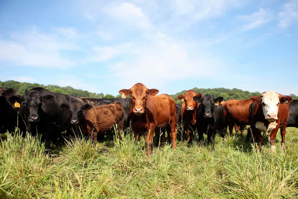 “This  #EarthDay  , remember that family farmers are our world’s land stewards and work hard to keep their land healthy, to grow food now and for future generations. Thanks for joining our Twitter takeover - remember to support your Minnesota farmers!” -  @MNFarmersUnion