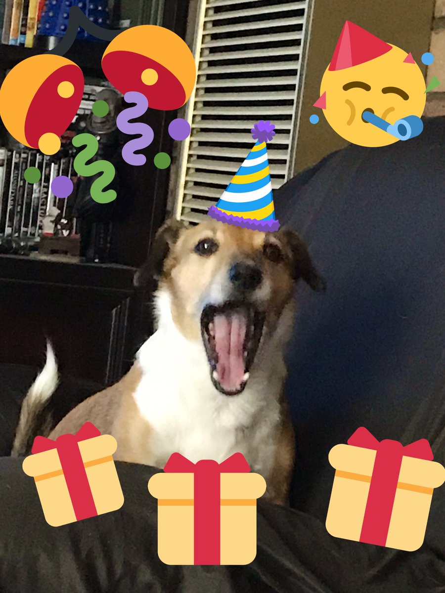 B: 🥳🥳🥳WOOOO...
HAPPY FURDAY TO MEES...
I’s da big 8 today!!!🎉🎈🎁🎊🍾🥂🎂🧁🧁🍰🍰🍰🍰🍰🥓🍗🍖🦴🥓🥩🥩🍗🍖🦴
There’s Cake an treats fer everyfur!!!😁😃😘
*whispers* An I don’t feels a day over 7yrs an 364days!!👨🏼‍🦽😲😜😂🤣😂
#BirthdayBuddy😁
#WhoopieWednesday🥳
#zshq