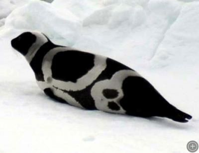 A lovely seal (called a ribbon seal) -- I love black-and-white animals 
