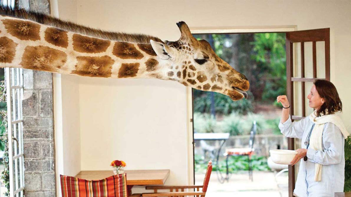 6/n To distract you from woes: I tell y'all of my projects. One plan is to go to this place below one day, which is a very expensive place to stay in, outside Nairobi, Kenya, but would be a fantastic place for me to photo other people with giraffes over breakfast. NOT my photo: