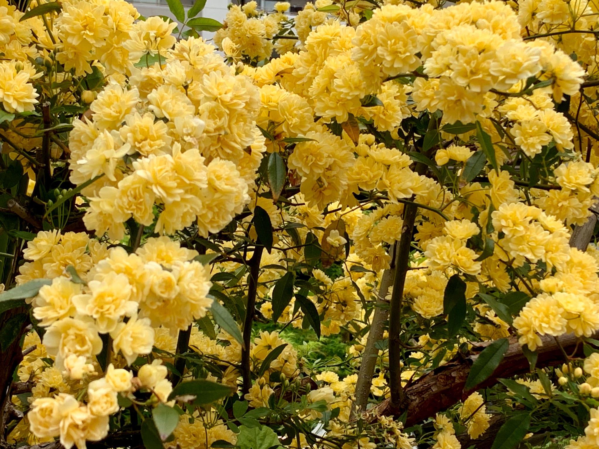Uzivatel Cloudsailor 星羅の一日一花 Na Twitteru モッコウバラ 木香茨 木香薔薇 直径2 3cmの黄色の八重咲きが多数 黄花の一重や白花には芳香がある 枝には棘がない バラ科バラ属 中国原産 Lady Banks Rose Banks Rose Rosa Banksiae Flowers Fleurs Uzivatel Cloudsailor 星羅の一日一花 Na Twitteru モッコウバラ 木香茨 木香薔薇 直径2 3cmの黄色の八重咲きが多数 黄花の一重や白花には芳香がある 枝には棘がない バラ科バラ属 中国原産 Lady Banks Rose Banks Rose Rosa Banksiae Flowers Fleurs