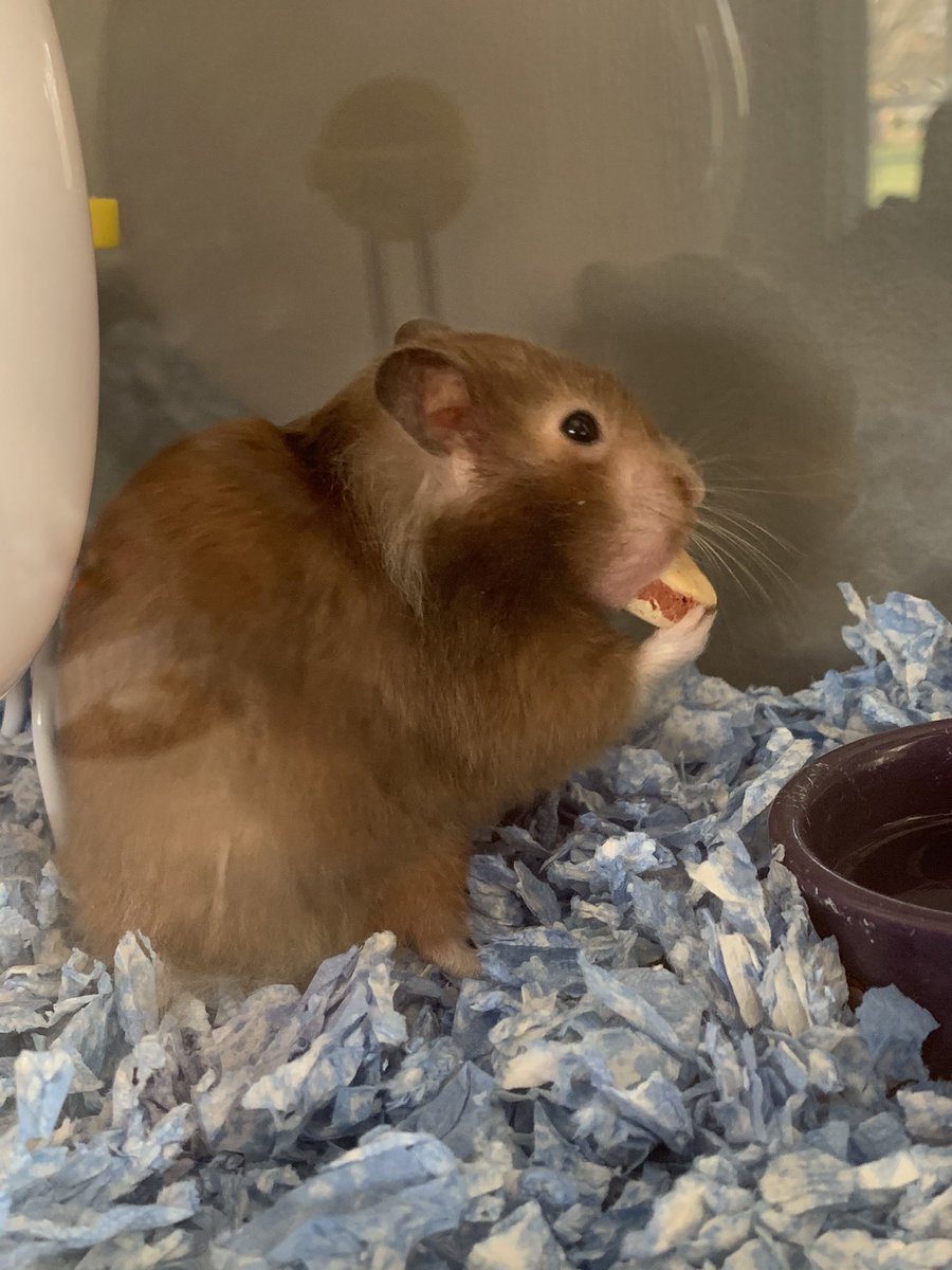 WwesTeam's tweet photo. Elsa says, “when in quarantine, eat snacks.” 😂 https://t.co/3Sr5zbJ5FS
