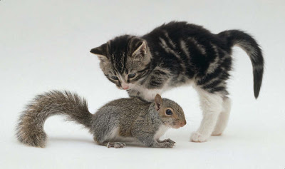 Its hard to find a pic of a cat sitting on a squirrel