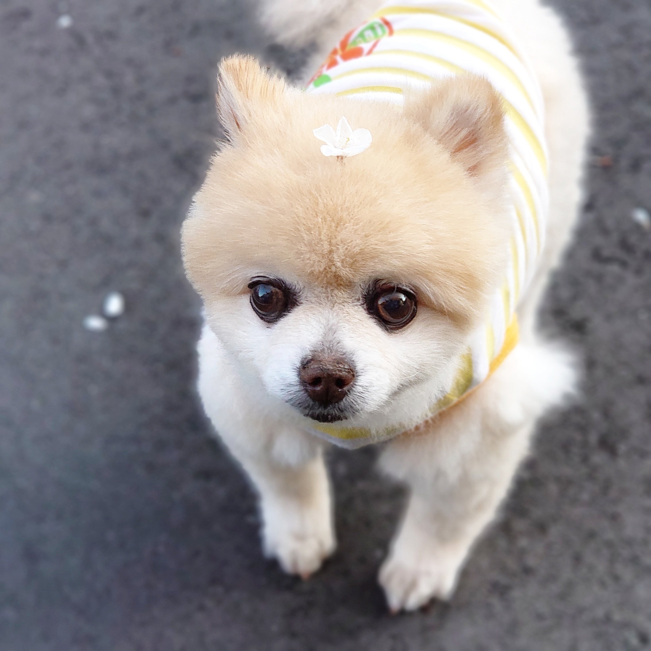 ポメラニアンサマーカット Twitter Search Twitter