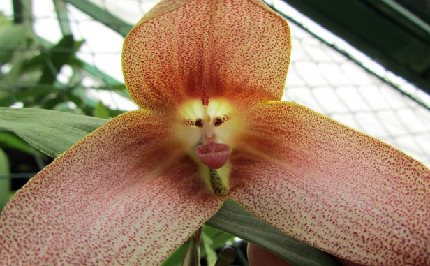 花言葉で元気になろう モンキーオーキッド エクアドルに咲く花 サルの顔 に見えることから この様な名称で呼ばれています 正式名称はドラクラ シミア T Co 4oalwlxnap Twitter
