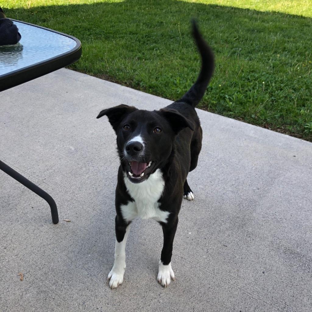 Young-Williams Animal Center tweet media