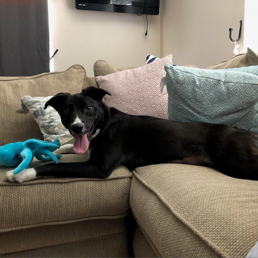 Young-Williams Animal Center tweet media