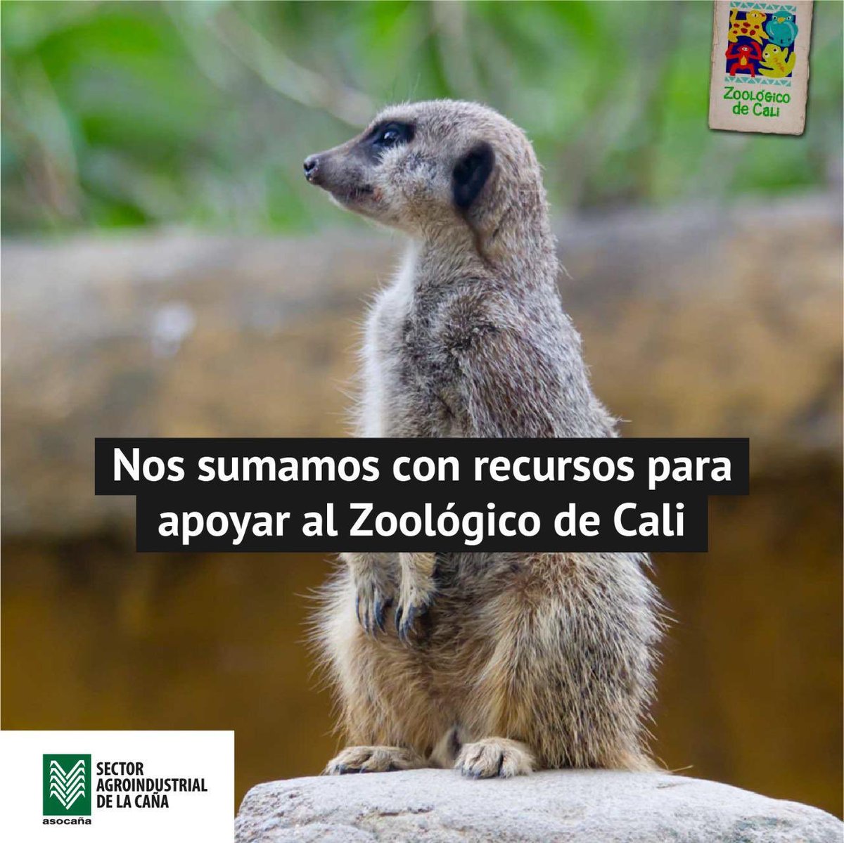 IngenioCabana's tweet photo. Seguimos trabajando para prevenir el #COVID_19 y contrarrestar sus consecuencias. En esta ocasión, nuestros ingenios azucareros donarán una suma de dinero al Zoológico de Cali para ayudar con conservación de la fauna durante esta contingencia. #JuntosSaldremosAdelante https://t.co/8BeeqTYKva