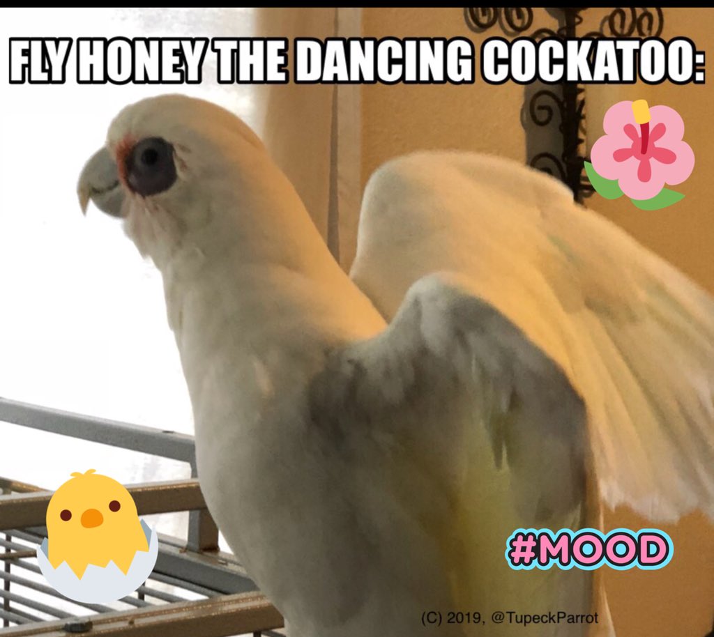 And all of our parrots are rescues who had a passion for the arts, we took in, so this week our cockatoo is learning about Fiona’s music. Idk if Fiona will see this & wanna use our vid but it’s cuz we feel it’s THAT good & we know our bird is PERFECT for it!  #MusicalFamily