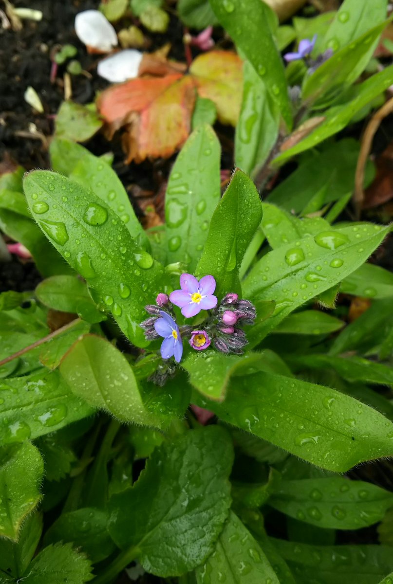 Moko Menuet على تويتر おはようございます 催花雨に誘われて 忘れな草がしっとり咲きました 毎年こぼれ種であちらこちらに芽吹くのだけと 今年は咲くかなぁって毎年ちょっと心配になります さていってきまーす