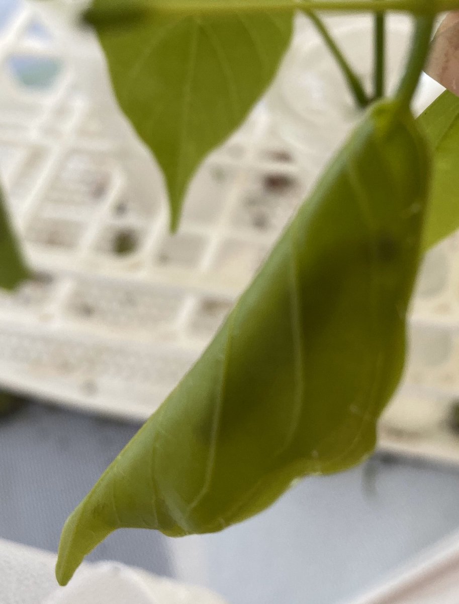 BringButterfly's tweet photo. Did you know most skippers build temporary leaf houses? As caterpillars, they protect themselves from predators by rolling themselves up in the leaves of their host plant. In this photo, you can see the shadow of a Hammock Skipper caterpillar through its shelter.@ButterflyBCBC https://t.co/2BiPfXCGcv