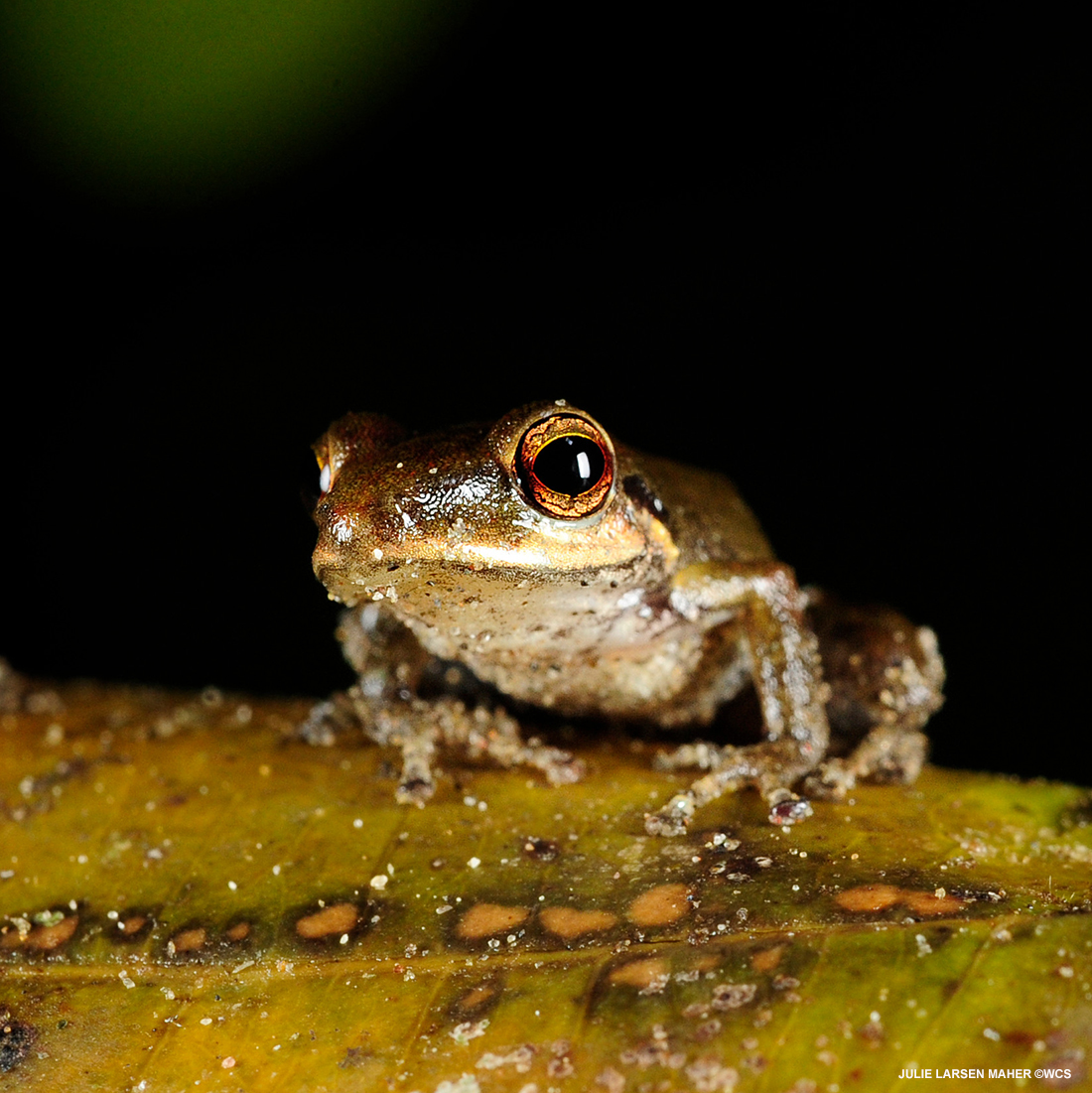 julie_l_larsen's tweet photo. FROG FROM THE AMAZON RAINFOREST #EarthDay #EarthStrong #ClimateChange @TheWCS @WCSEcuador #Frogs #EarthDay2020 #Ecuador #Rainforest #WCSPhotoCollection #Amazon https://t.co/2AHQMqV1iG