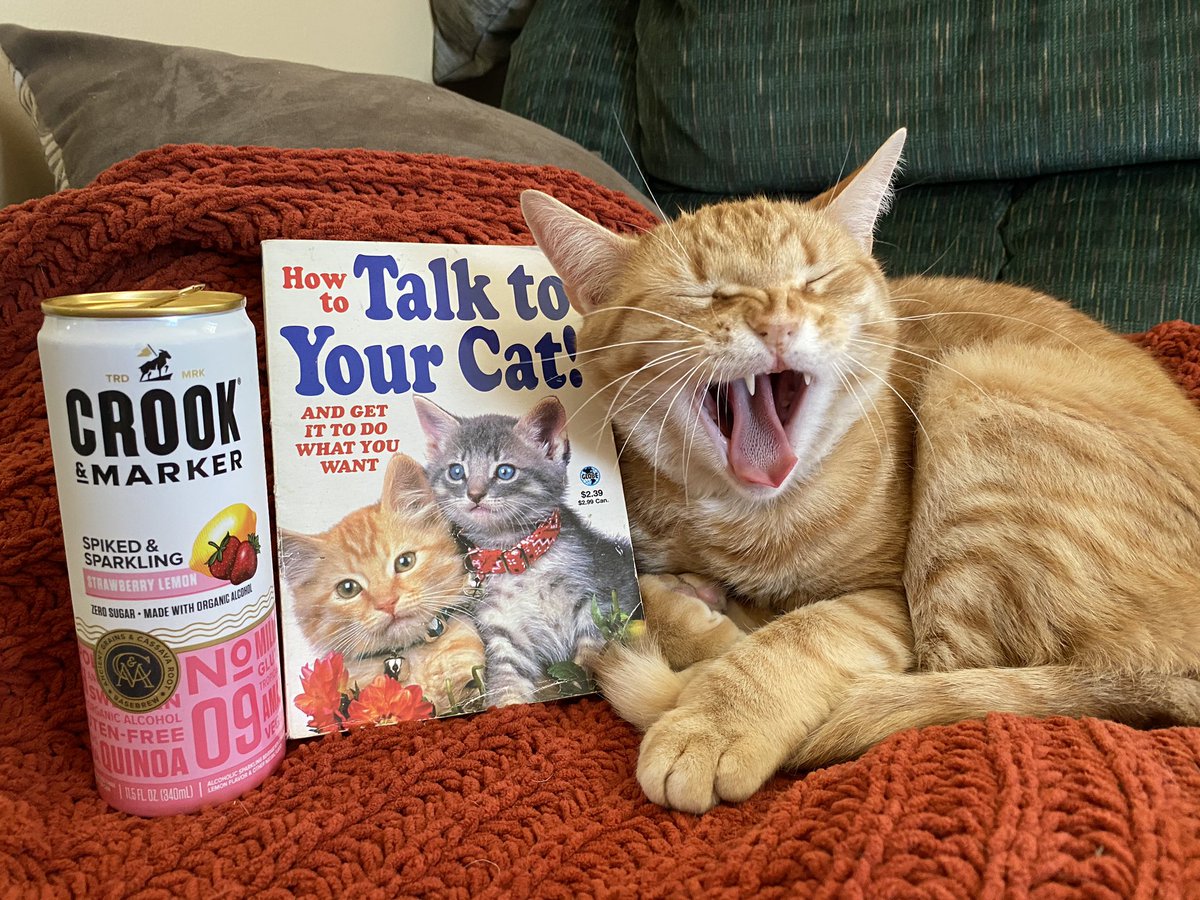 bkandh's tweet photo. This is what #catpeople do when they’re bored in #quarantine... stage funny photos. #catlady https://t.co/dDeC1fQX9B