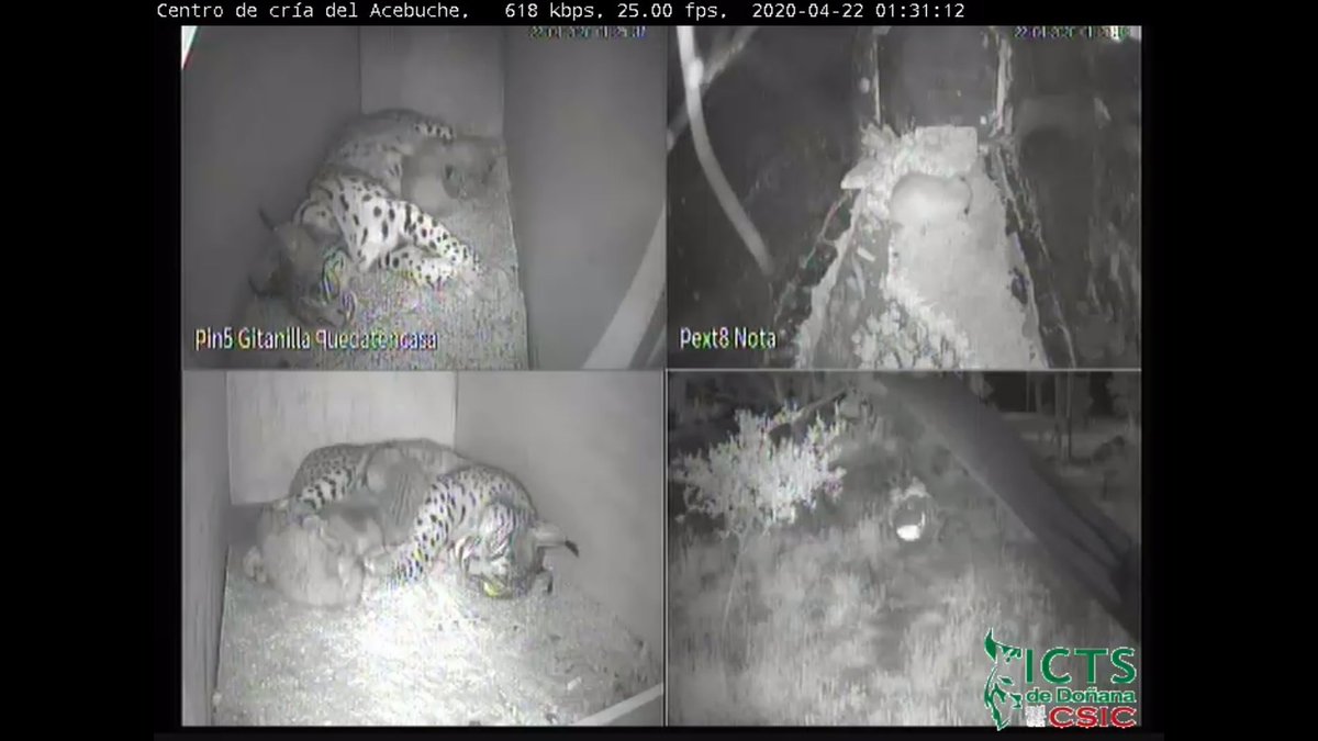 TIL there are live cameras at Doñana's iberian lynx breeding centre and I can't stop watching those cute cubs. lynxexsitu.es/directo.php