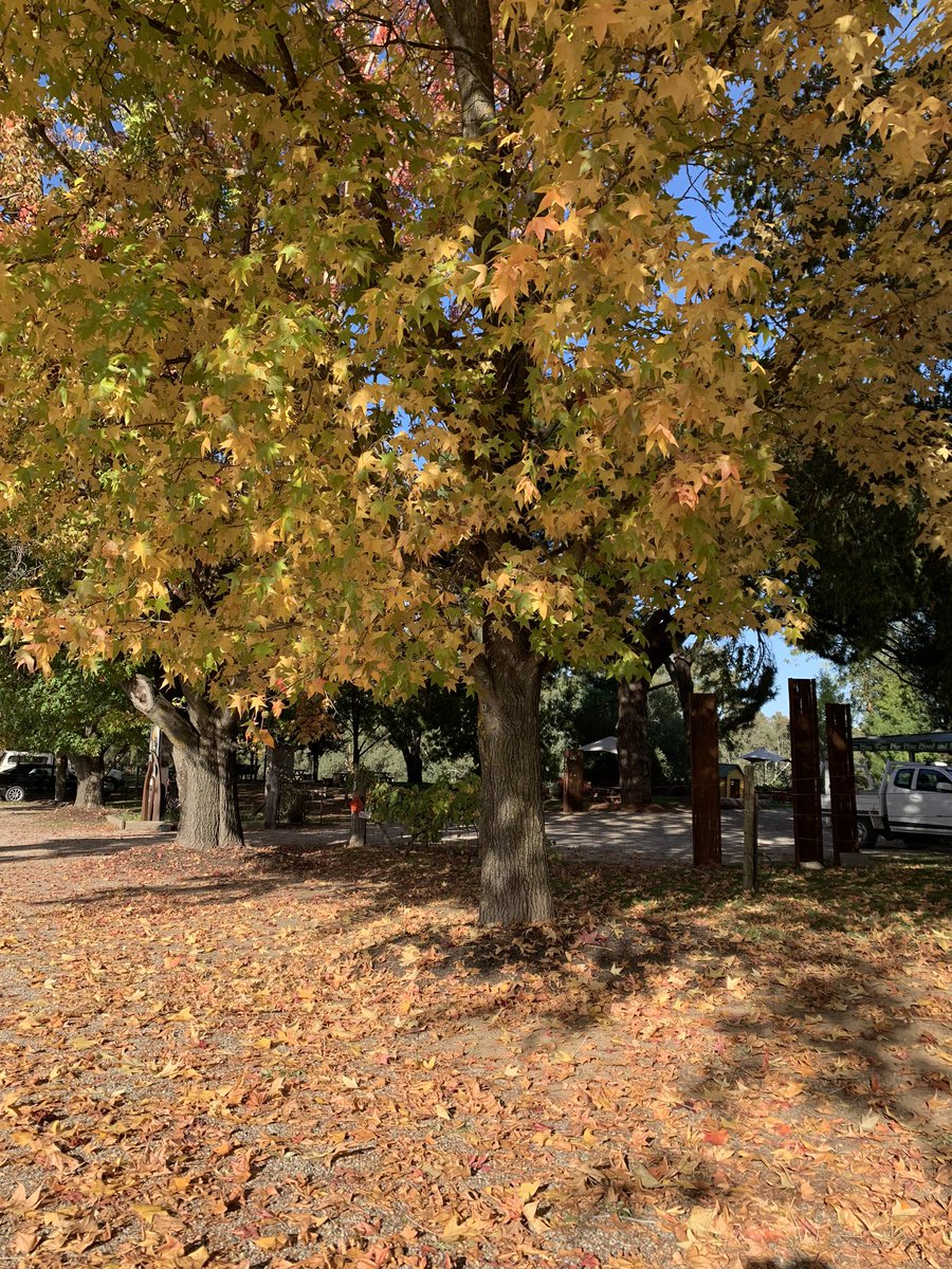 PfeifferWines's tweet photo. We are missing you all and we look forward to seeing you back here at the winery soon. In the meantime we hope this picture is a nice little reminder of how beautiful Rutherglen.......and our little piece of the world truly is at this time of the year. ^kb https://t.co/Ooc1XLQcYD