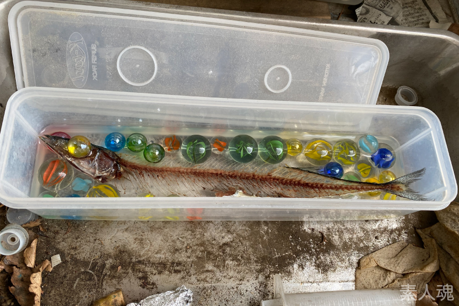素人魂 いたちょ サンマの全身骨格 その1 アユの頭骨もゴールが見えてきたので サンマ Cololabis Saira に着手 よく 骨格標本のように食べる みたいな表現を見るけれど 実際のところホネ取りからアプローチしたサンマの全身骨格って見たことないなと