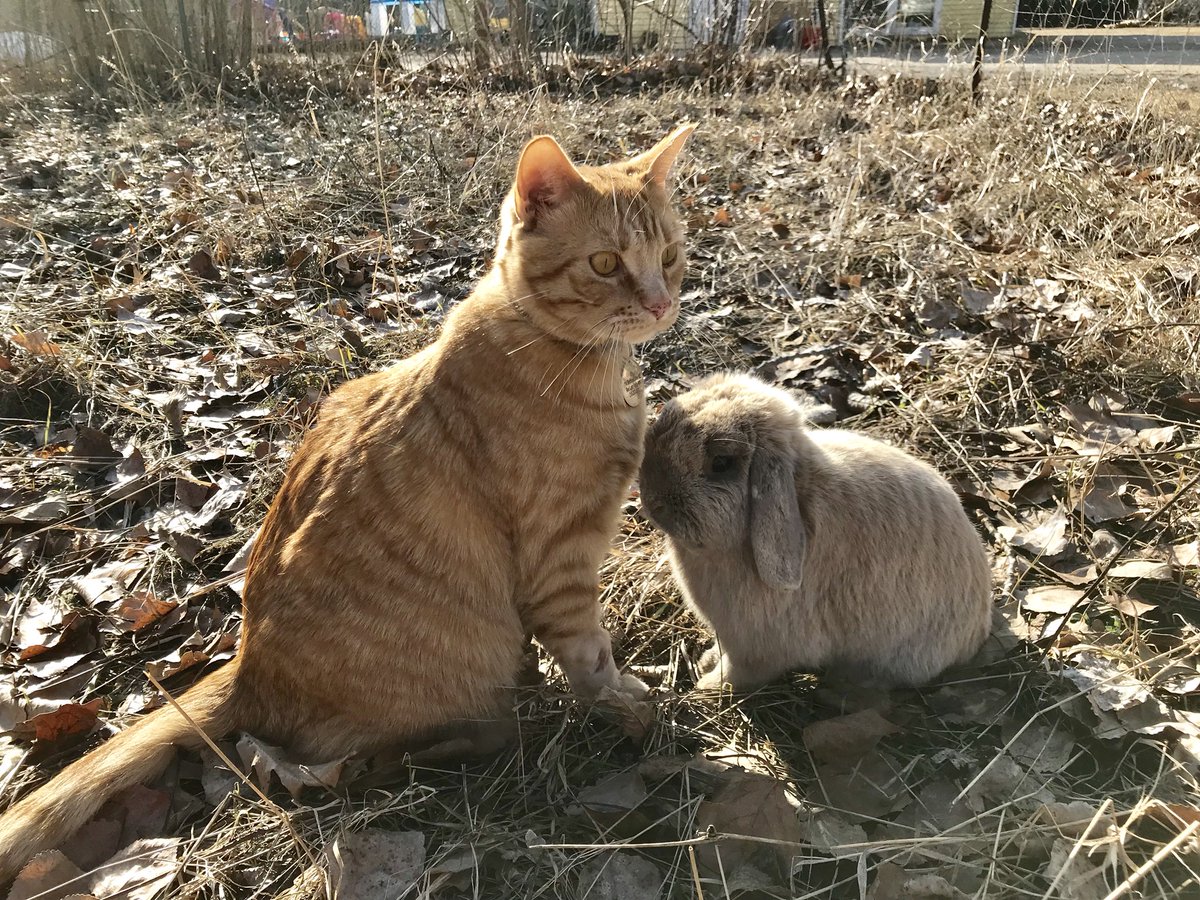 The rabbit *loves* our orange boy and is somewhat obsessed with him.
