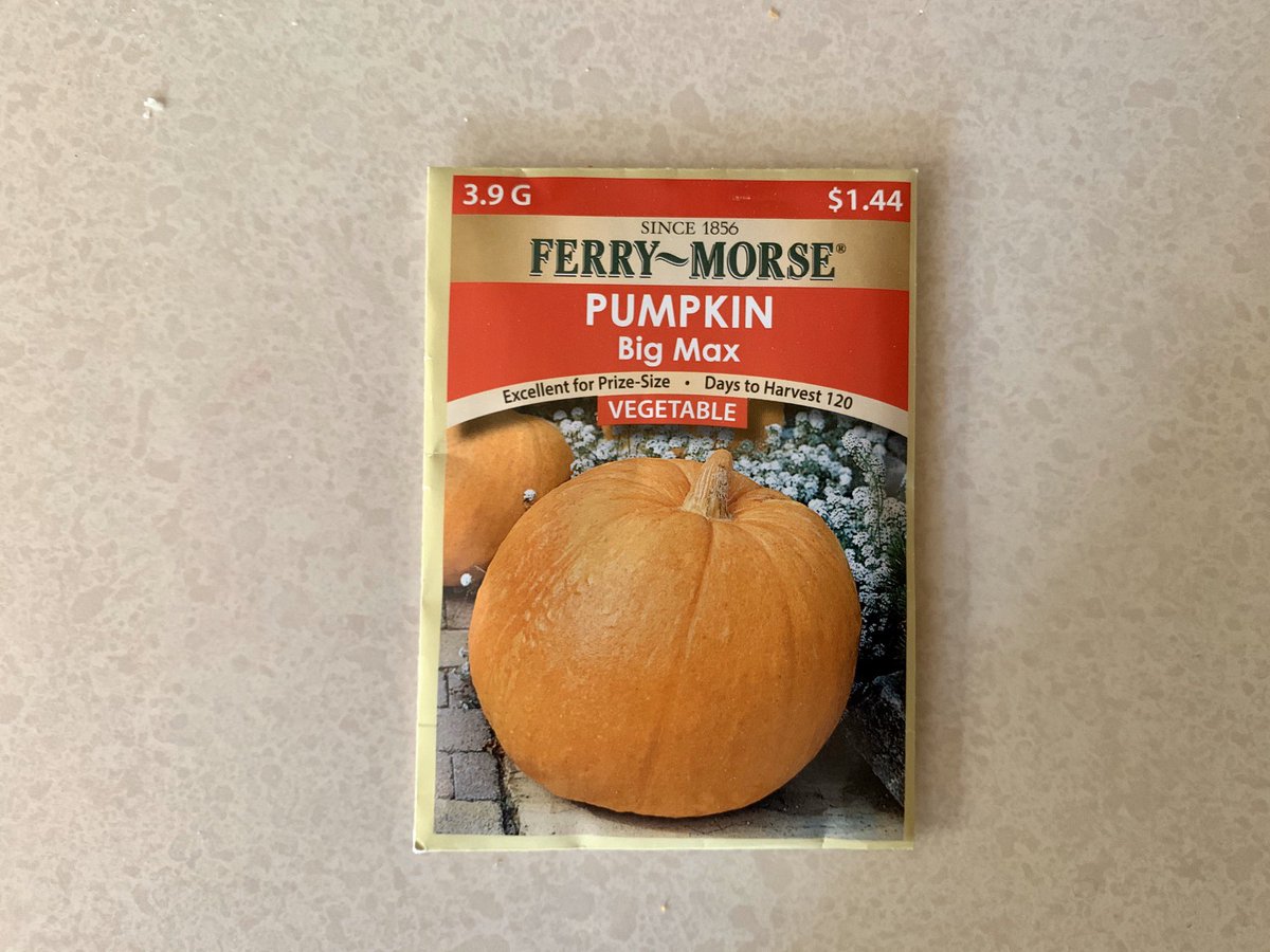 My son and I will be growing a gargantuan pumpkin this year.We grew an 100-pounder a few years ago and named him Gourdzilla.I’m aiming for 200 pounds this year.Gourdzilla II. The Gourd King returns.