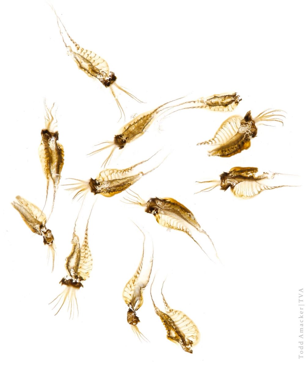 TimLane13's tweet image. Todd Amacker took this close up of the FE Fluted kidneyshell’s conglutinate lures. Incredible detail in the mimicry!! No wonder the fish hosts are easily fooled! #freshwatermussels