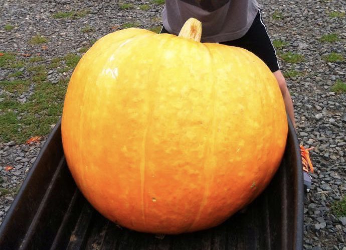 This was Gourdzilla. I loved that pumpkin.Sadly, I made a grave error and accidentally cracked his stem in August. He was adding 3-5 inches of circumference A DAY.Never more did he grow.Topped out at 100 pounds... Oh, what could have been.