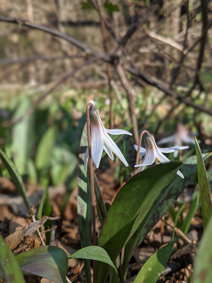 Brett Kelly tweet media