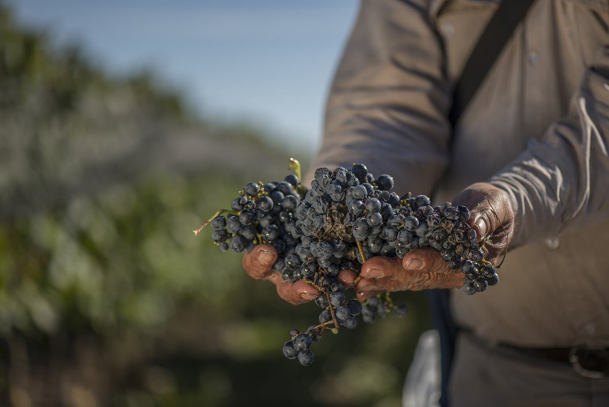 A votar Mendoza para brindar con vino! 🍷🍷