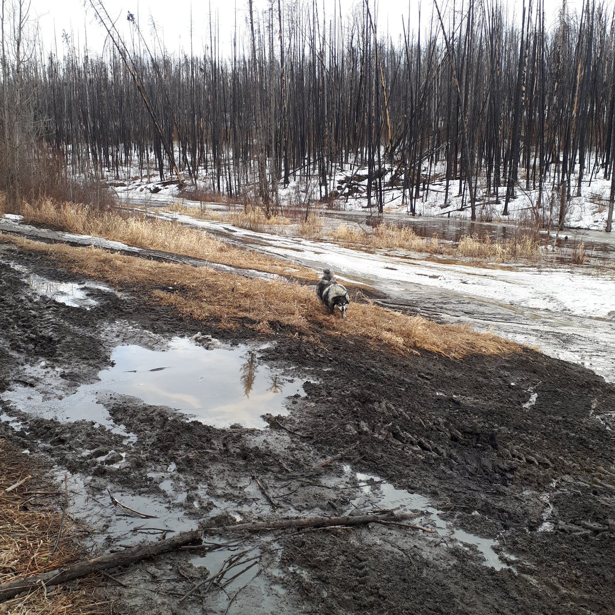 LindaMywaart's tweet photo. Winter boots to rubber boots, ice to mud and gentle creek to rushing torrent...but we don't mind bridging the seasons #selfchanging #seasonschange #soundofwater #iloveoutdoors
@FMPSD https://t.co/VucZMiHZUc