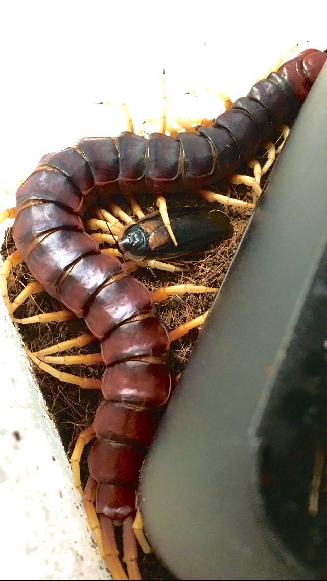 ペルビアンジャイアントホワイトレッグ