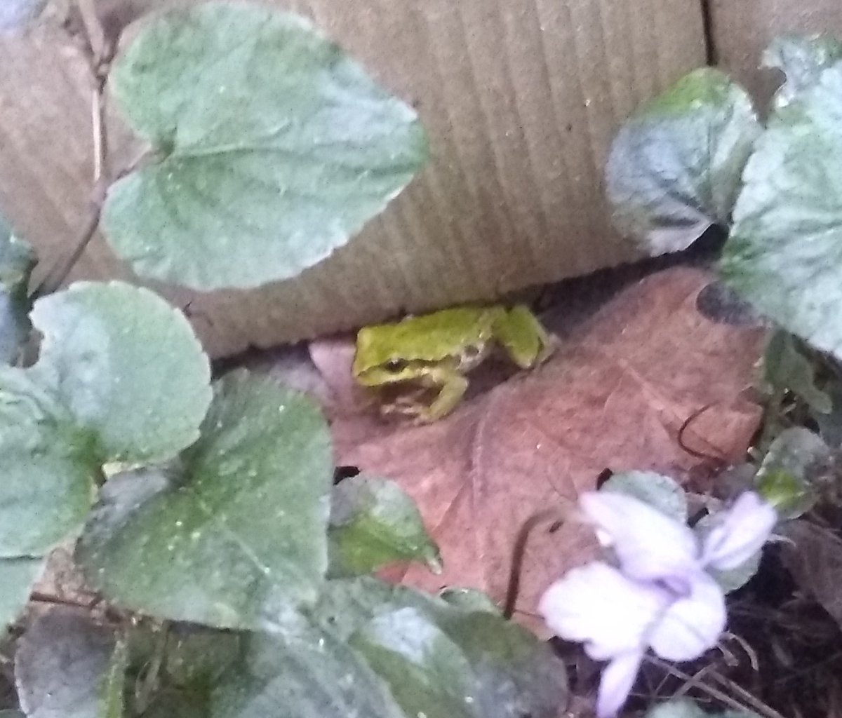 Well, I can now report that this spring, our backyard seems to be home to five or six of these Pacific tree frogs (the state's official amphibian). Here's photographic proof, as captured by my 12-y.o.'s phone ...