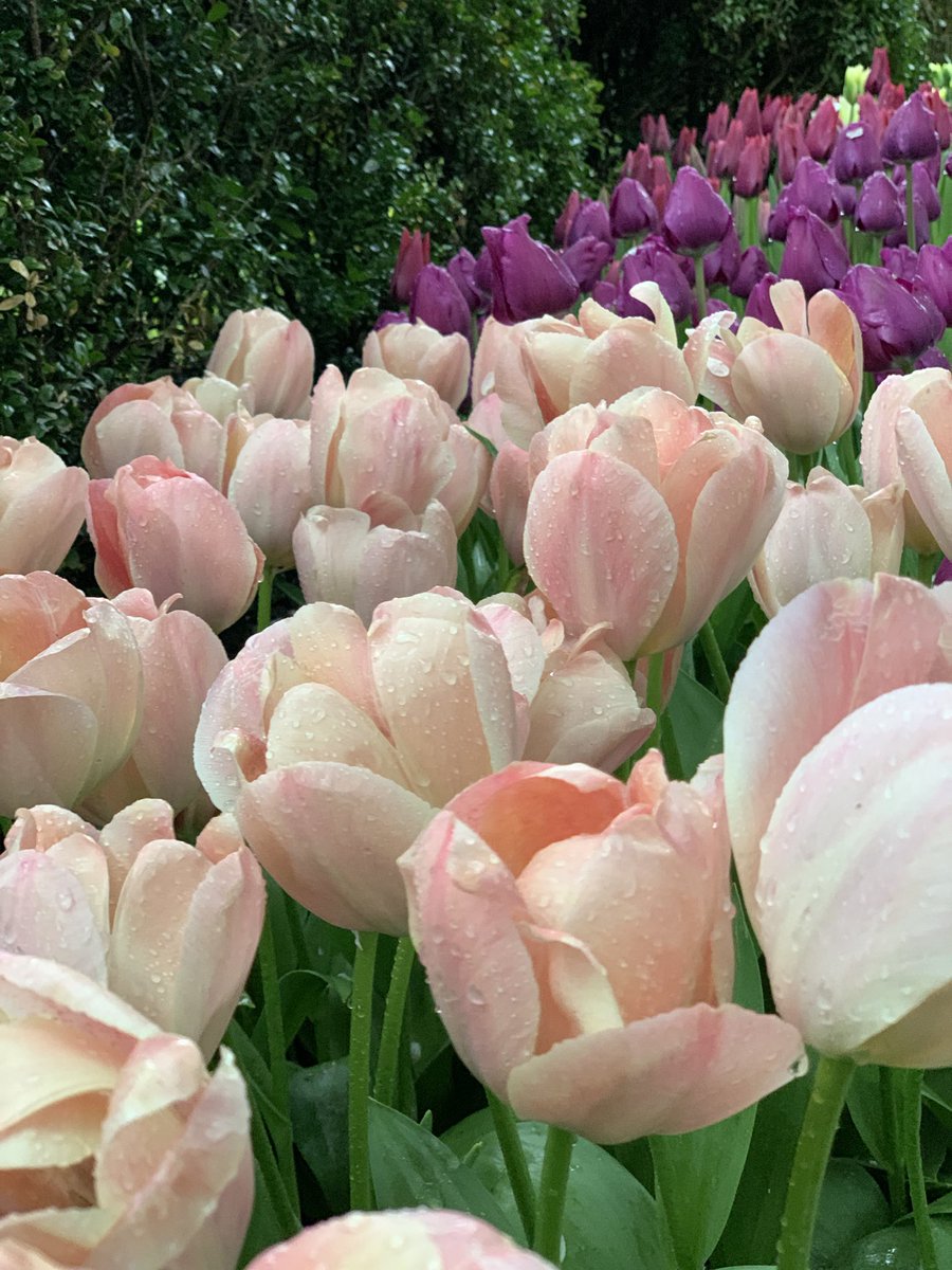 Debra Roth tweet media