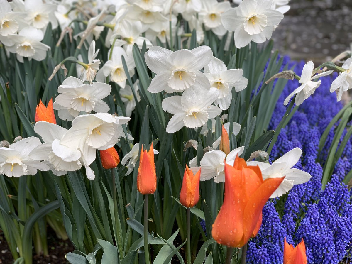 All those beautiful flowers #CentralPark