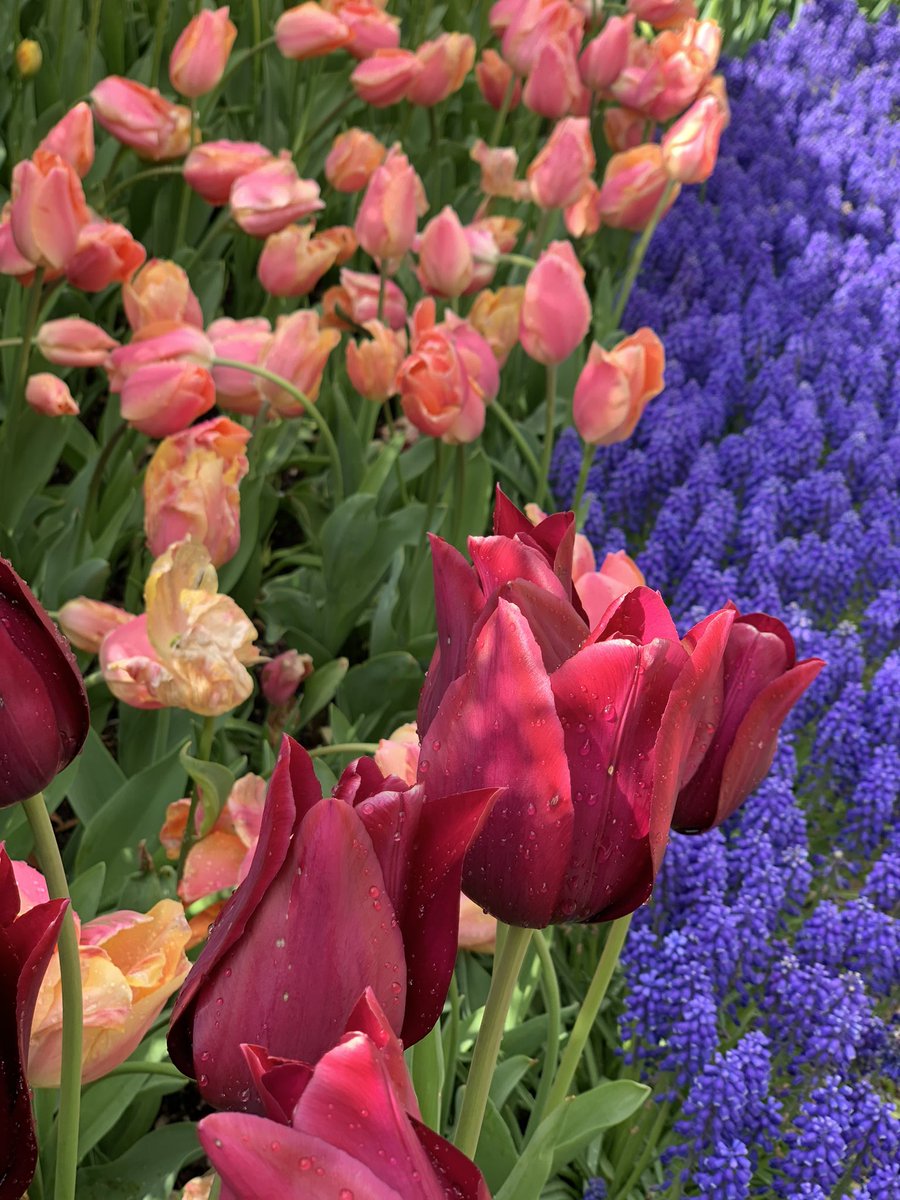 Debra Roth tweet media