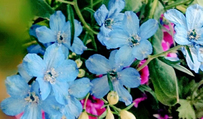 医療従事者に感謝の青い花を送ります Twitter Search Twitter