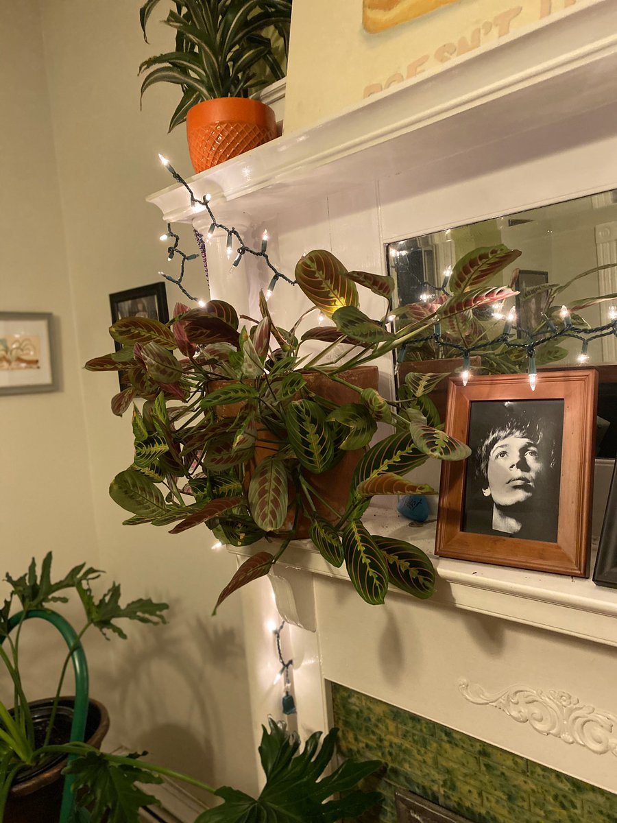 My sweet bosom friend  @rightingteacher has given me a couple of plants over the years that have THRIVED better than any of the others, I assume because she imbues them with her magic. Like this prayer plant which started here and went THERE