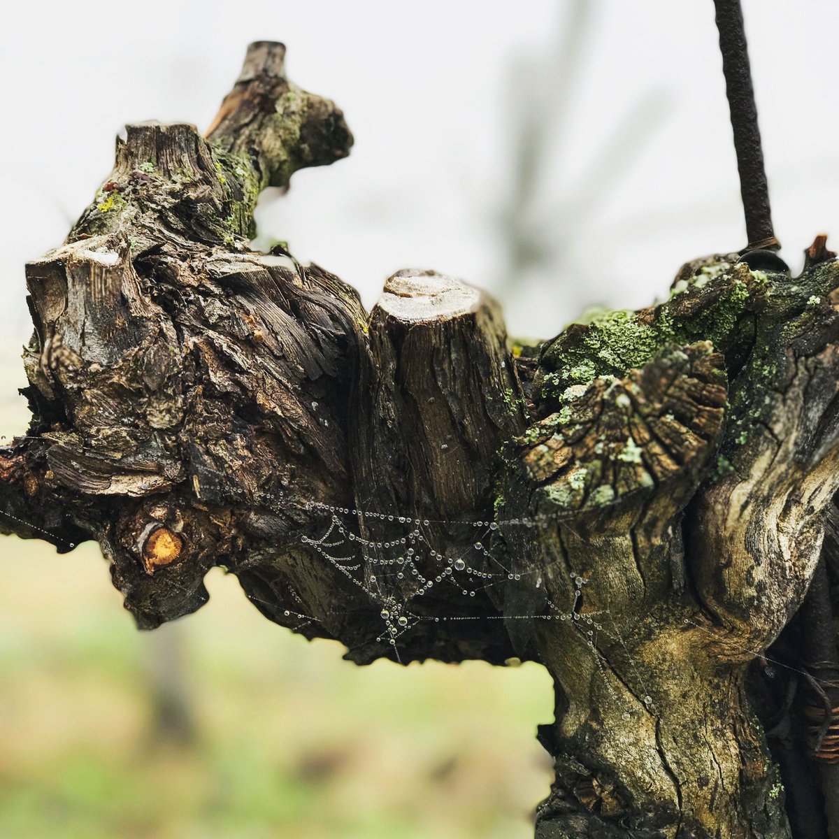 megumi221b's tweet photo. #1day1italia
2018 at Fattoria Zerbina ,Emilia Romagna
#prayforitalia #vivaitalia #forzaitalia #italy #wine
#loveitalia #イタリア #がんばれイタリア #ワイン #イタリアワイン #italianwine #romagnasangiovese #romagna #ロマーニャ #fattoriazerbina #ファットリアゼルビーナ #ぶどう https://t.co/I818qbBFTH