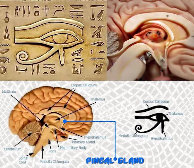 The pineal gland is named pineal because it is shaped like a pine cone. Now notice the pine cone symbolisms in ancient cultures.