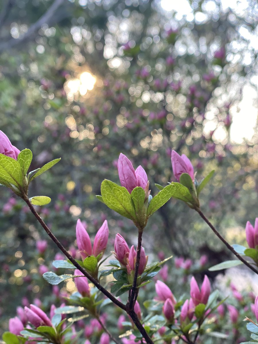 Ready to burst. 🌸 #QuarantineAndChill