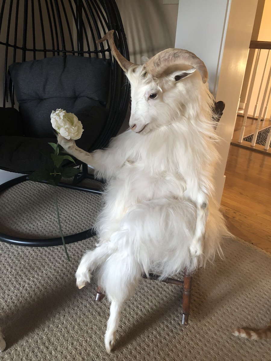 A non-satanic taxidermied goat.