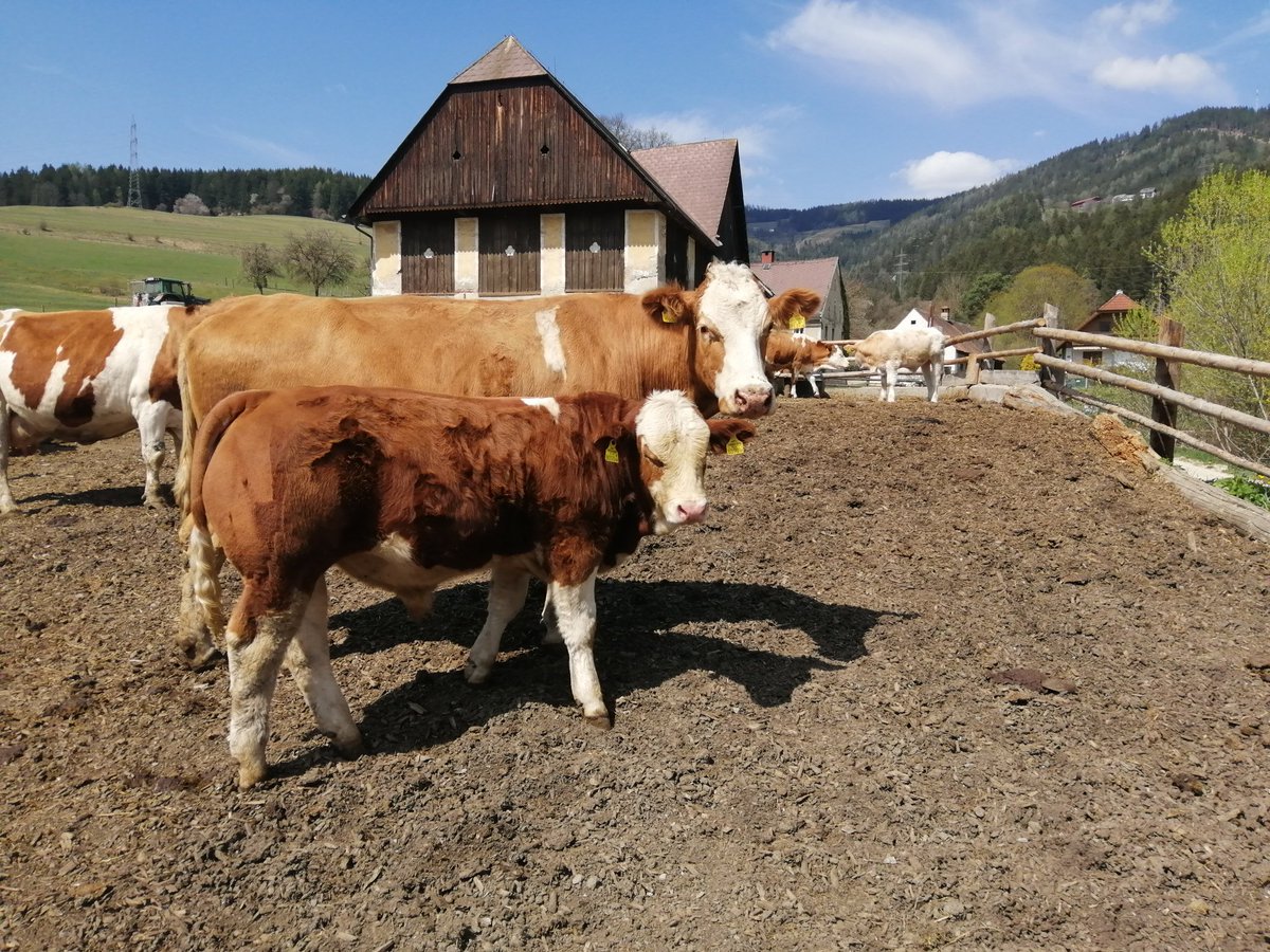 schrimpfengut's tweet photo. Boszena Pp mit ihrem 9. Kalb Othello Pp (Kilbride Farm Dragoon).
Boszena, sired by Poldau Pp with her 9th calf, a Kilbride Farm Dragoon son. https://t.co/oG56qJosSC