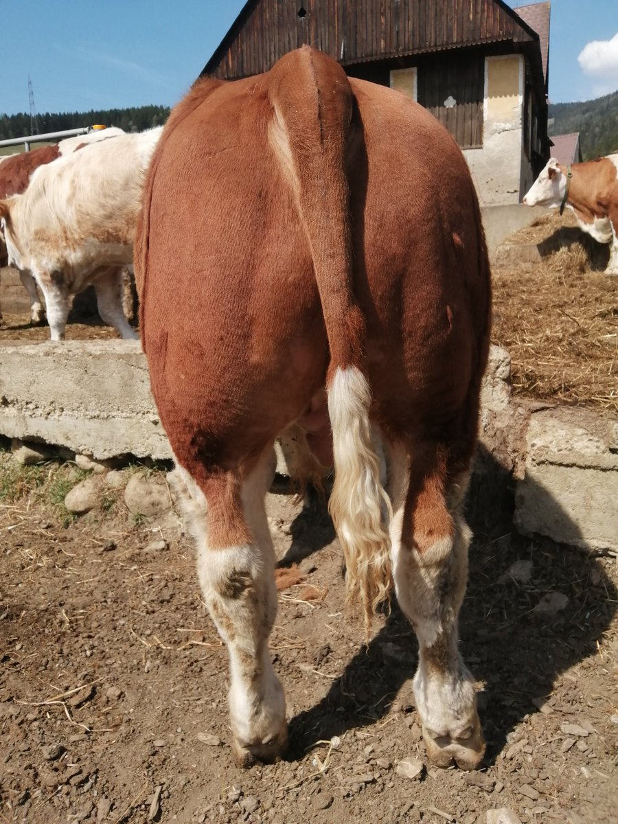 schrimpfengut's tweet photo. Boszena Pp mit ihrem 9. Kalb Othello Pp (Kilbride Farm Dragoon).
Boszena, sired by Poldau Pp with her 9th calf, a Kilbride Farm Dragoon son. https://t.co/oG56qJosSC