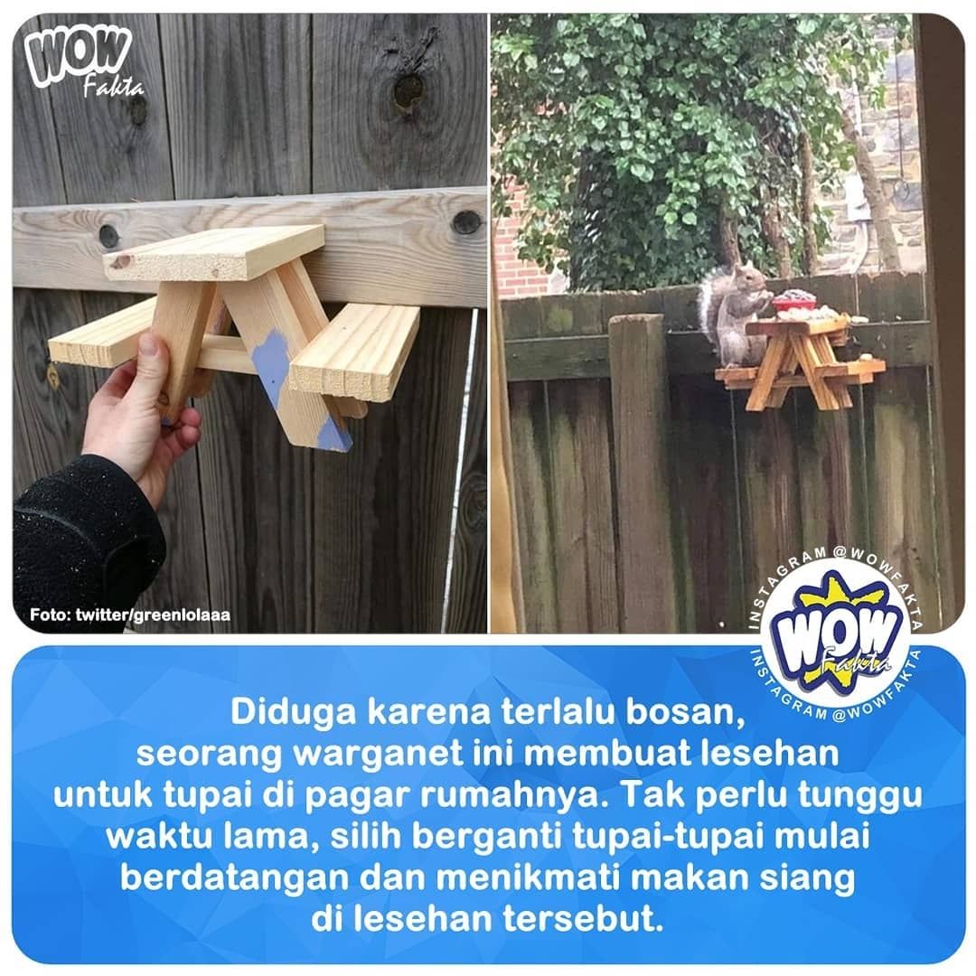 kontenwow's tweet image. Karena terlalu gabut, salah seorang #warganet ini membuat lesehan untuk #tupai di pagar rumahnya. Mengingat di negaranya banyak sekali tupai berkeliaran dan memanjat pepohonan...⤵️
.
instagram.com/p/B_CiYLfBjpB/…
.
.