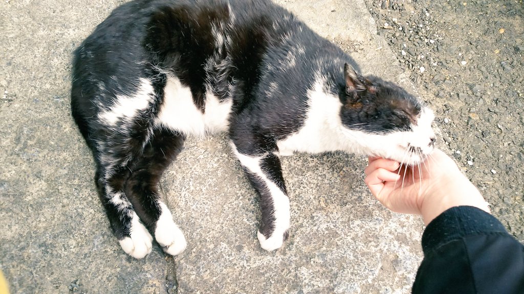 Itooka__3's tweet photo. お寺のねこちゃん🐾 https://t.co/lcEbOA3OYV