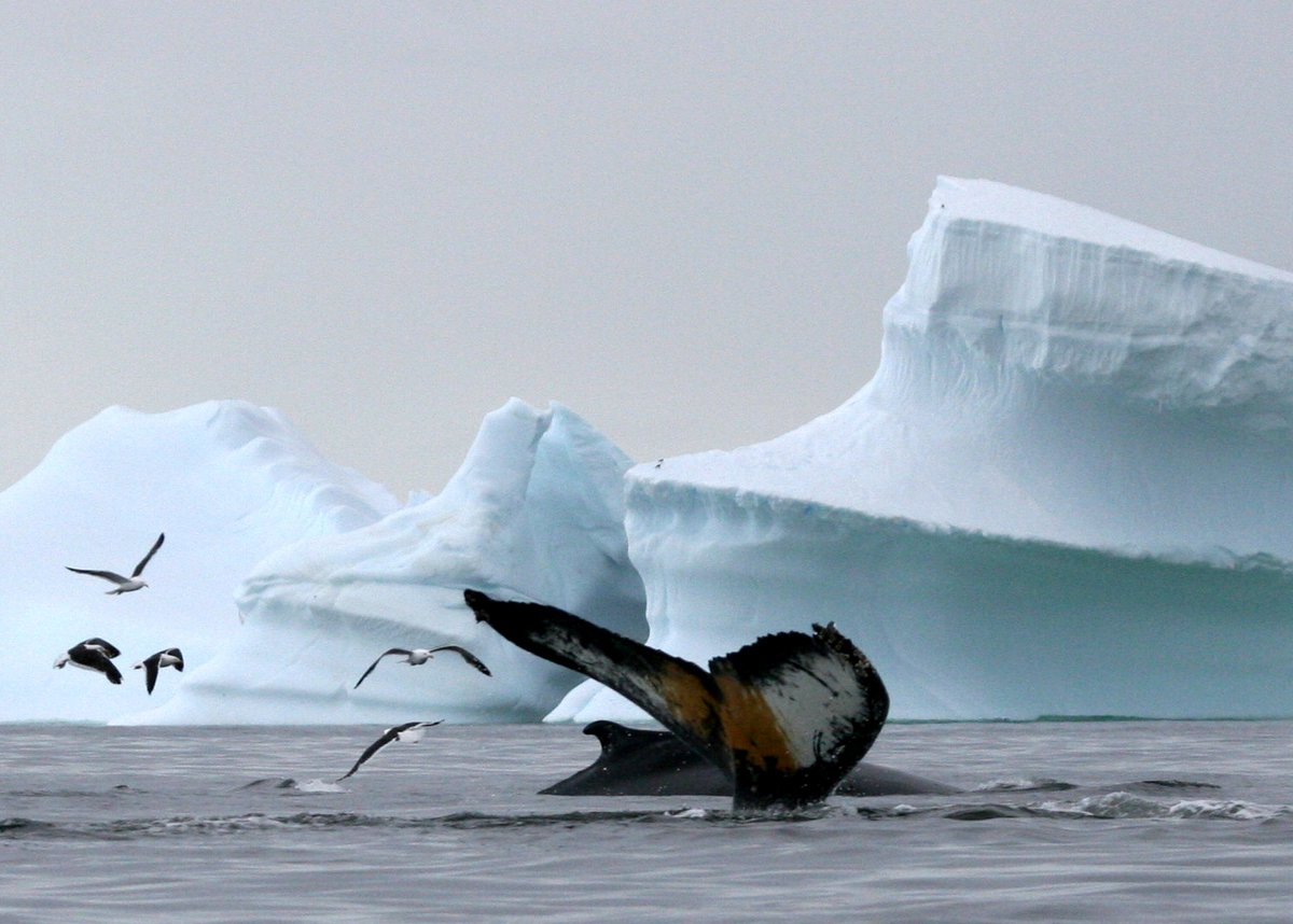 whalesorg_de's tweet image. Heute ist #EarthDay 🌎 ! Was ihr tun könnt, um unseren Planeten zu schützen und was es mit diesem Tag eigentlich auf sich hat, erfahrt ihr hier: de.whales.org/2020/04/21/jed… #EarthDay2020 #TagDerErde